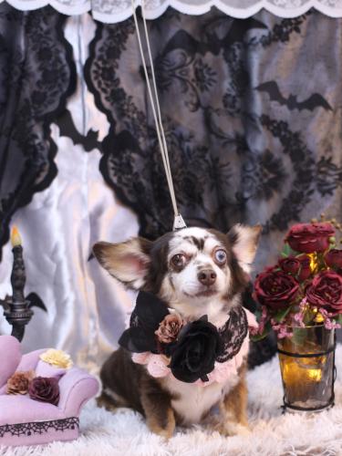 20231008チョコちゃん